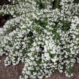 Jasmin (lažna narandža) zvončić (snowbelle): sadnja i njega